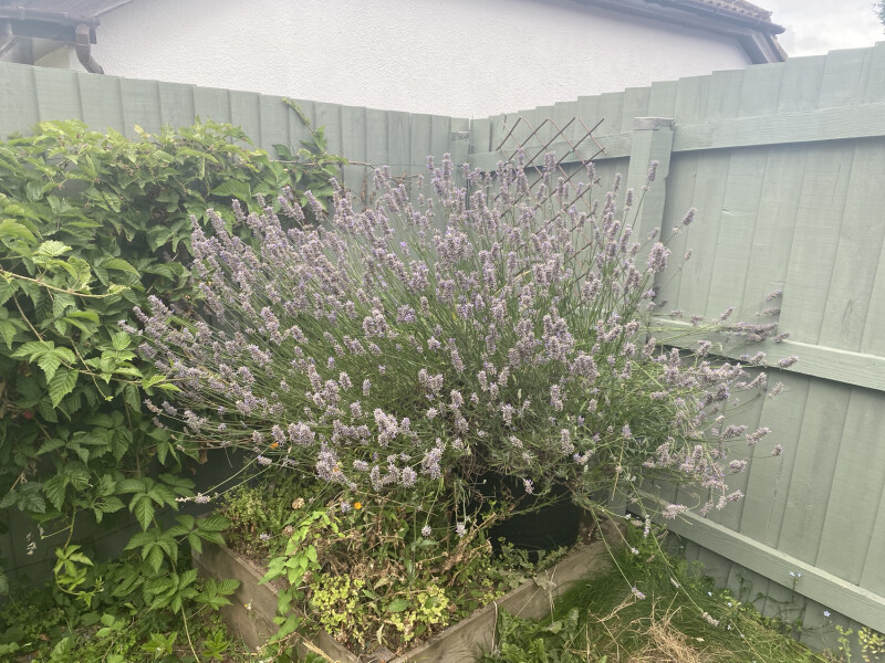 Urgent help - lavender