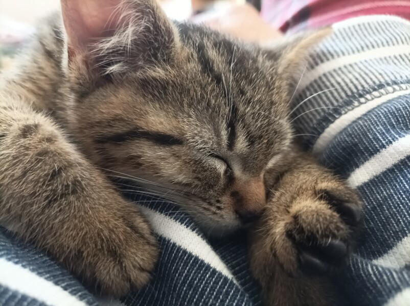 New kittens currently known as One and Two