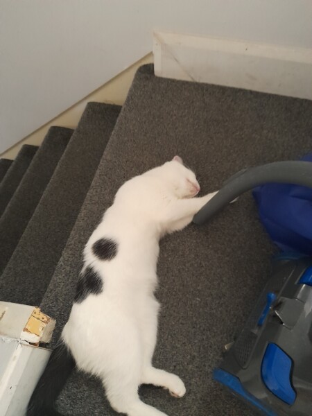 My cat likes to sleep...