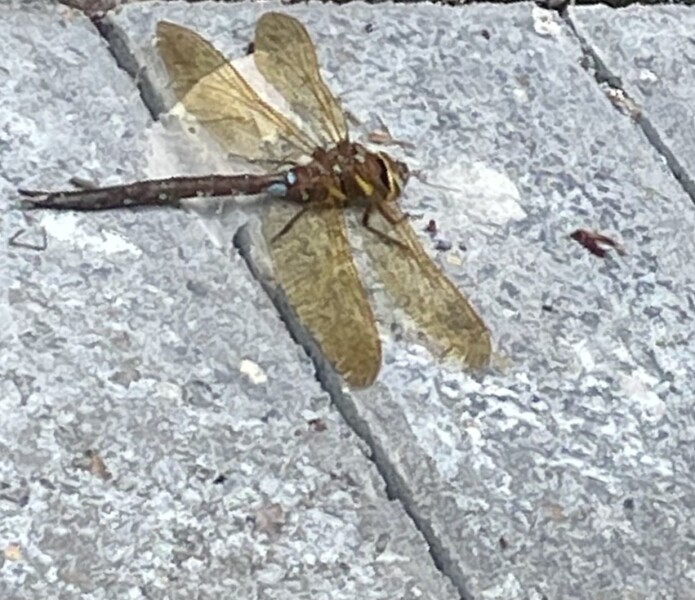 Does anyone else think dragonflies are absolutely disgusting ?
