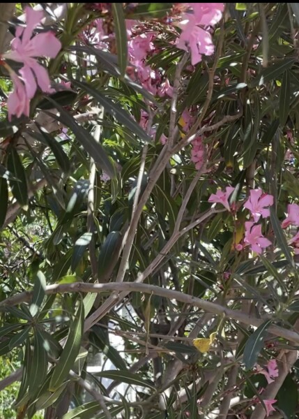 Can anyone identify this pink-flowering tree / hedge