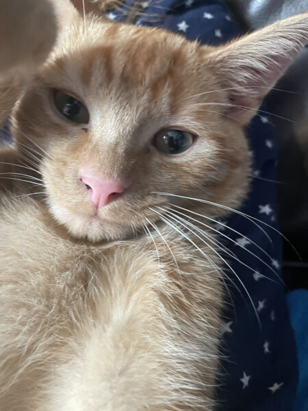 Poorly after vaccination- normal?