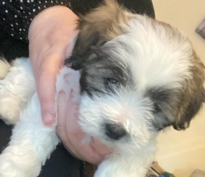 Help me name my puppy (pic) 