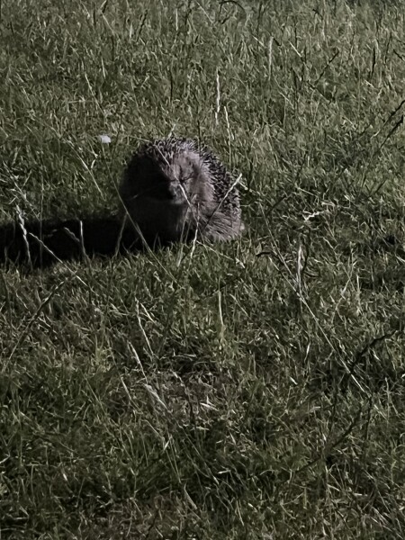 To ask you to please help hedgehogs and other wildlife prepare for winter