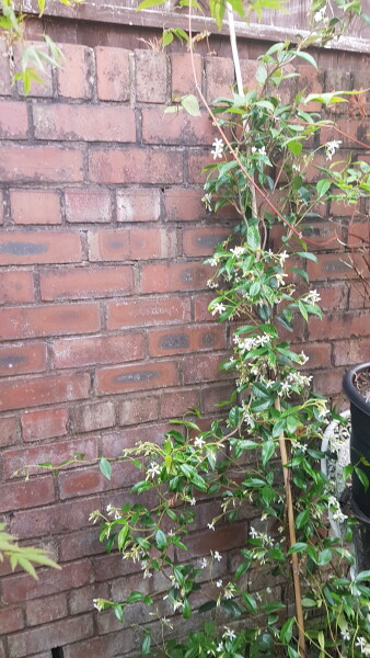 Getting my star jasmine to grow, should I be pruning it now?