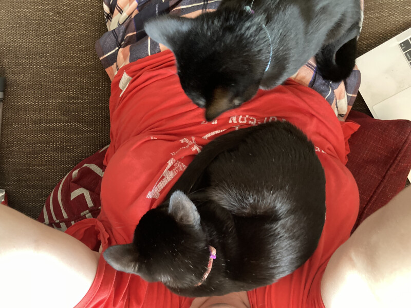 Male cats vs female cats, which are more affectionate?