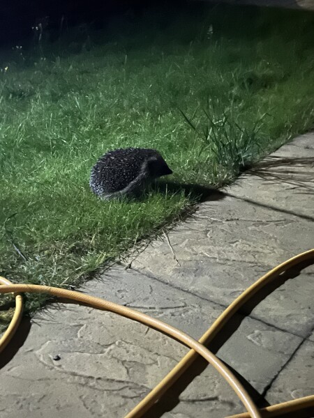 To ask you to please help hedgehogs and other wildlife prepare for winter