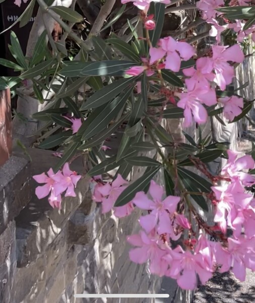 Can anyone identify this pink-flowering tree / hedge