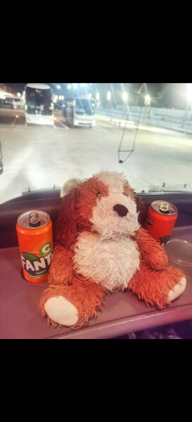 Missing Teddy