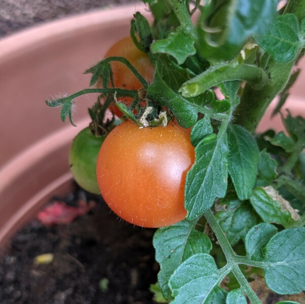 The Vegetable Patch