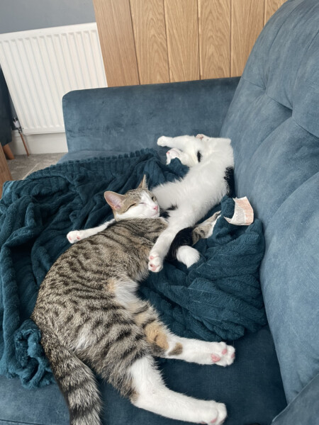 How my cats (lizards) are dealing with this terrible heat?