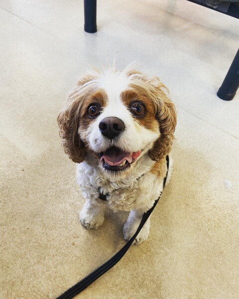 Will allowing other dogs to stay upset my dog??
