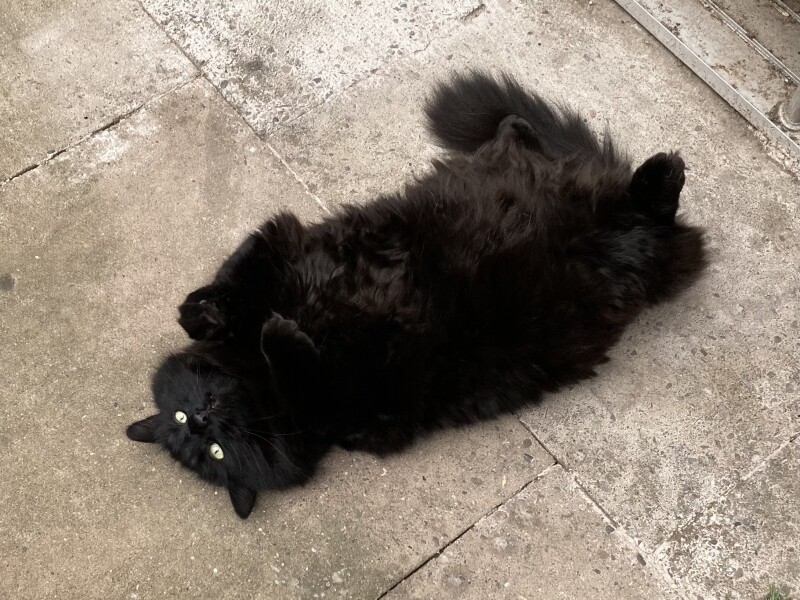Ugh. Put cat on a diet and now she's "supplementing with extras"