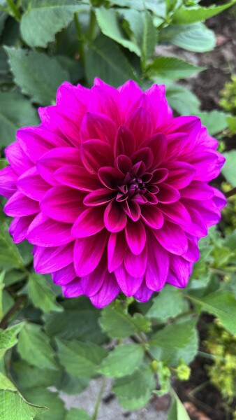 Who’s growing Dahlias this year