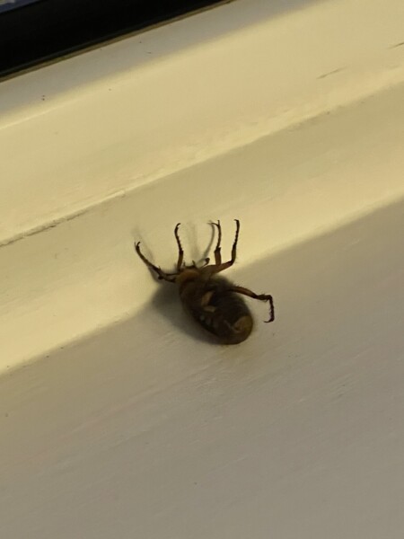 What the heck is this?