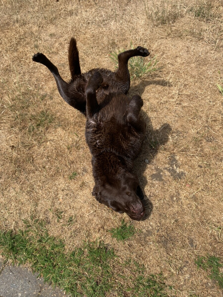Washing Labrador