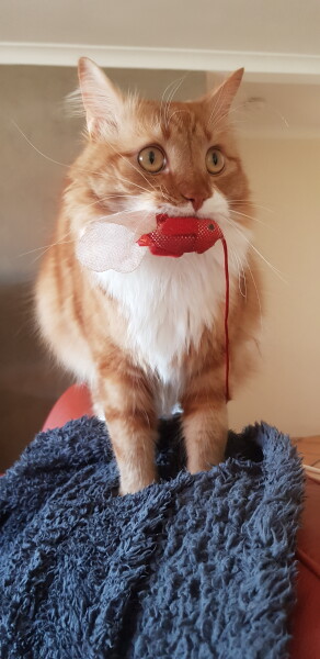 Being oversensitive to my cat?