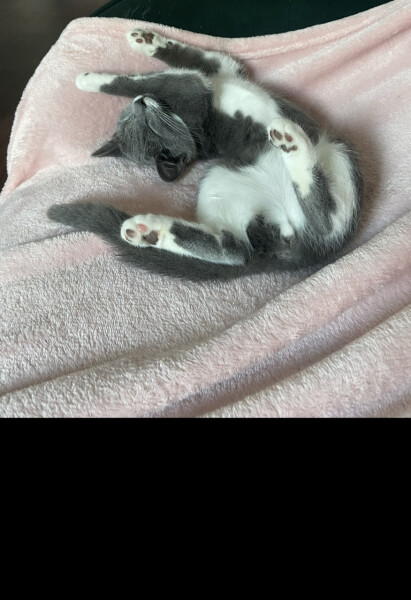 What type of cat? 
