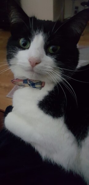 Anyone else’s cat turn their nose up at these delicacies?
