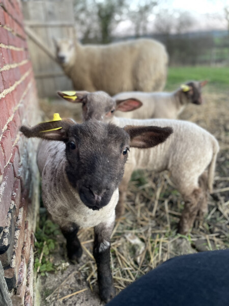 Why do sheep need so much help? 