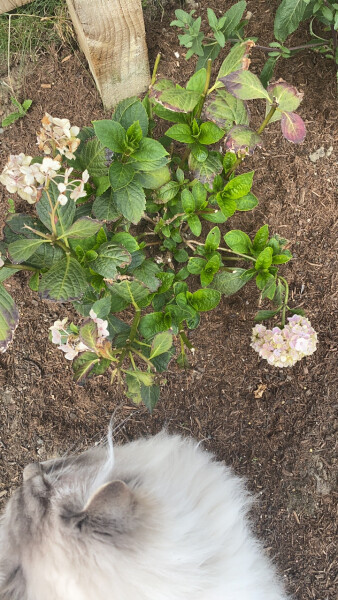 New to Gardening... can this hydrangea be saved?