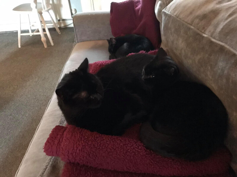 Adding a kitten when you already have cats