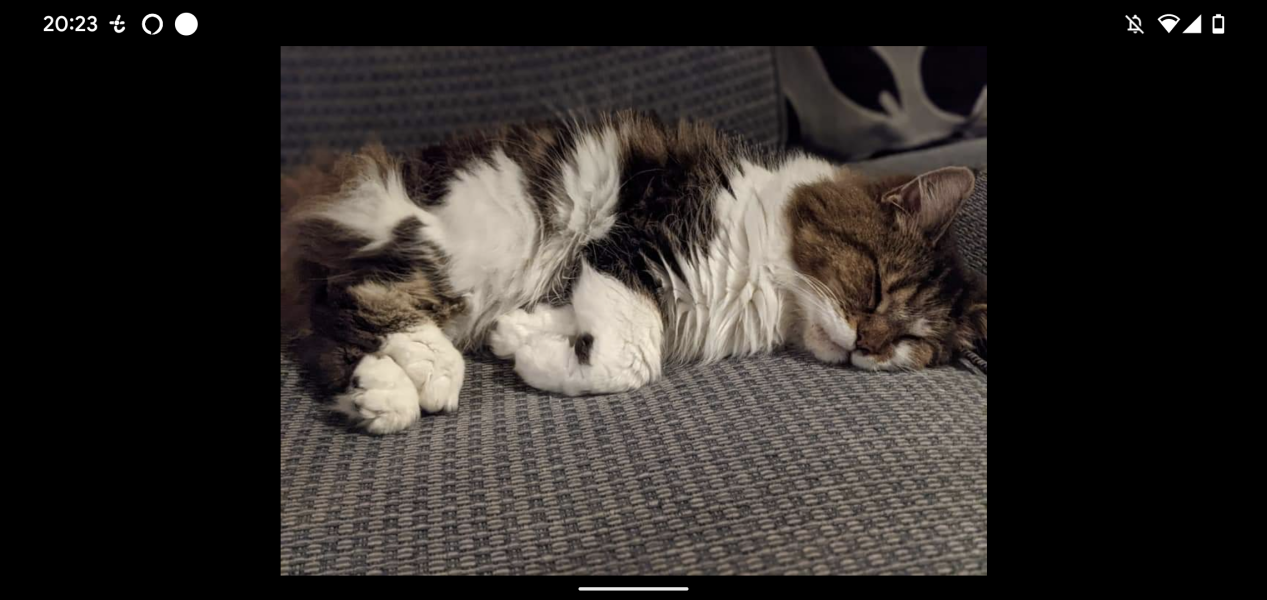 How my cats (lizards) are dealing with this terrible heat?