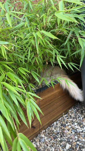 Should I keep my cat inside in this heatwave?