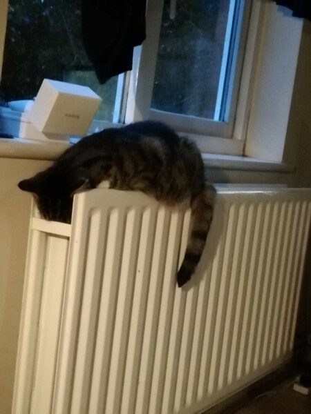 My cat likes to sleep...
