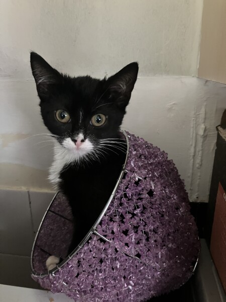 How irresponsible is it to just buy a kitten? 