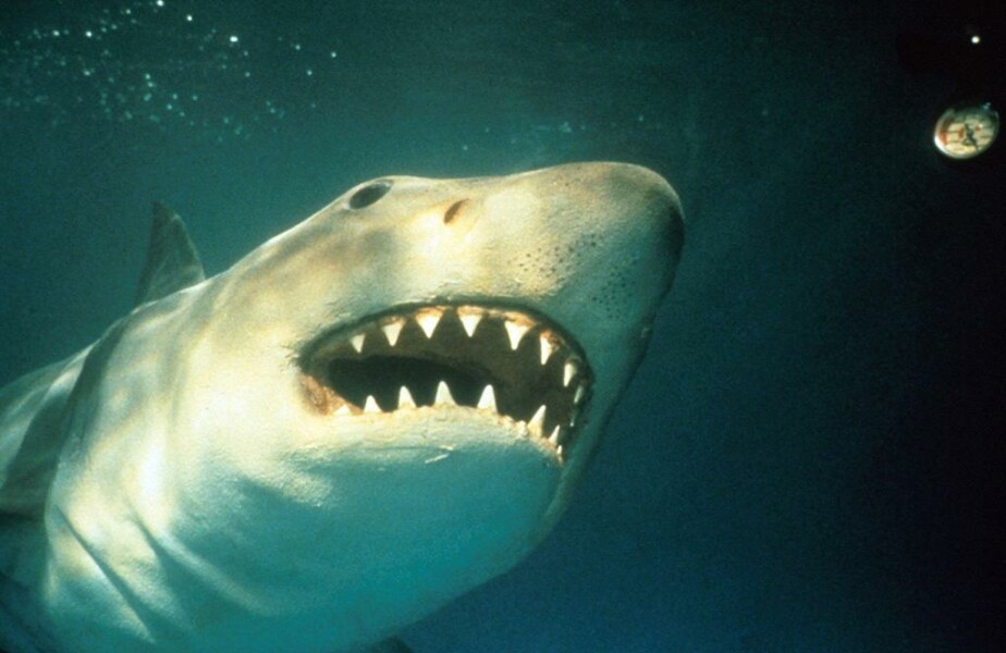 What has broken into our locked food waste caddy?!