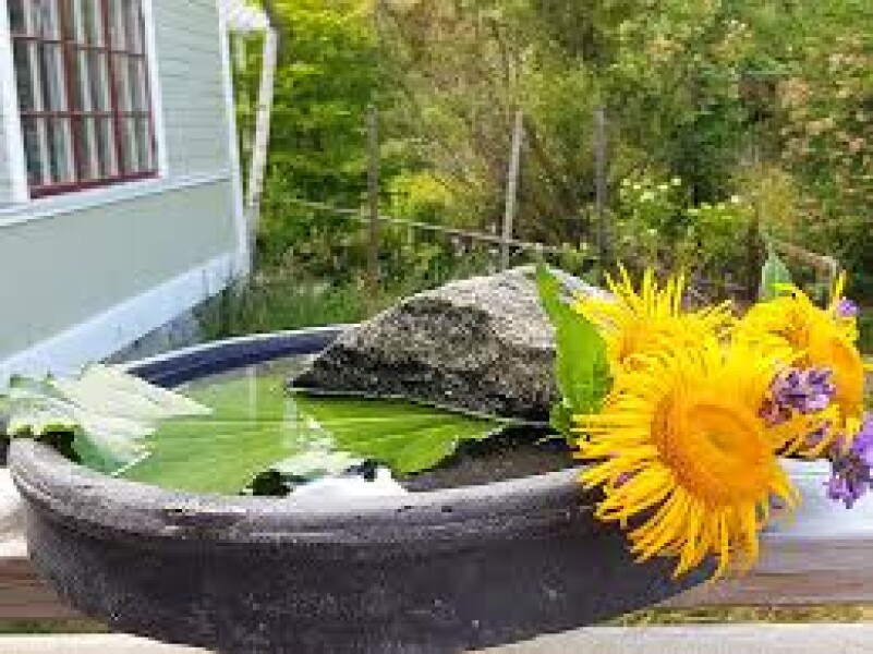 Don’t forget to put out water for birds!