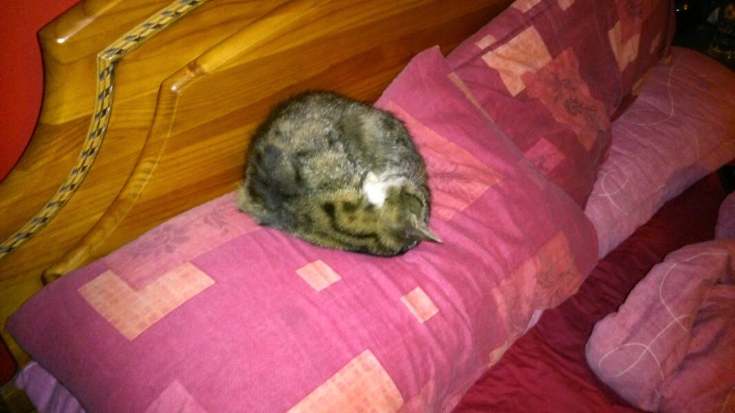 My cat likes to sleep...