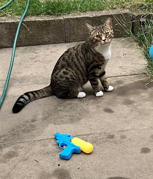 Tell me about Bengal cats