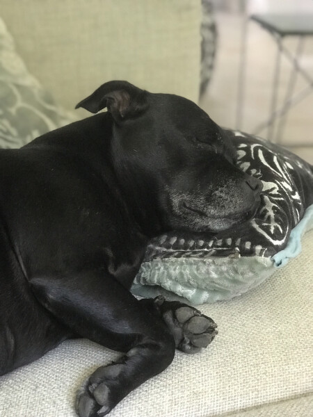 My dog is not allowed