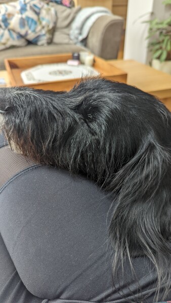 To think the comfort you get from a dog is like no other (photo)