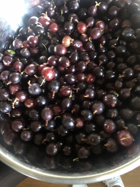 Help me identify these berries..