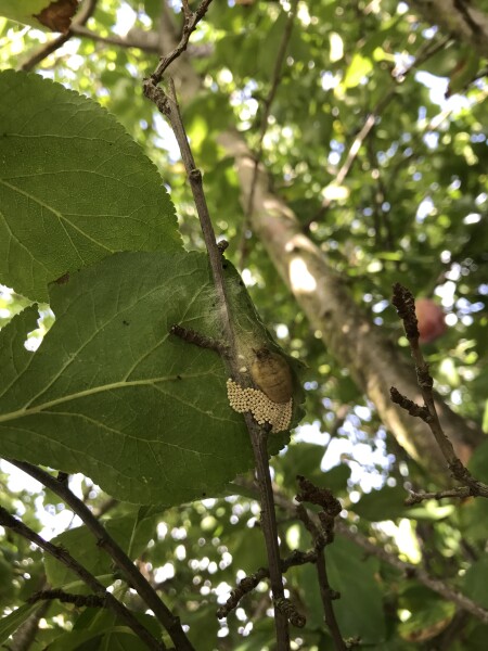 Friend or foe on my plum tree?