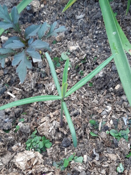What's this little plant?