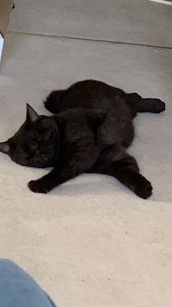 How to keep a cat cool?