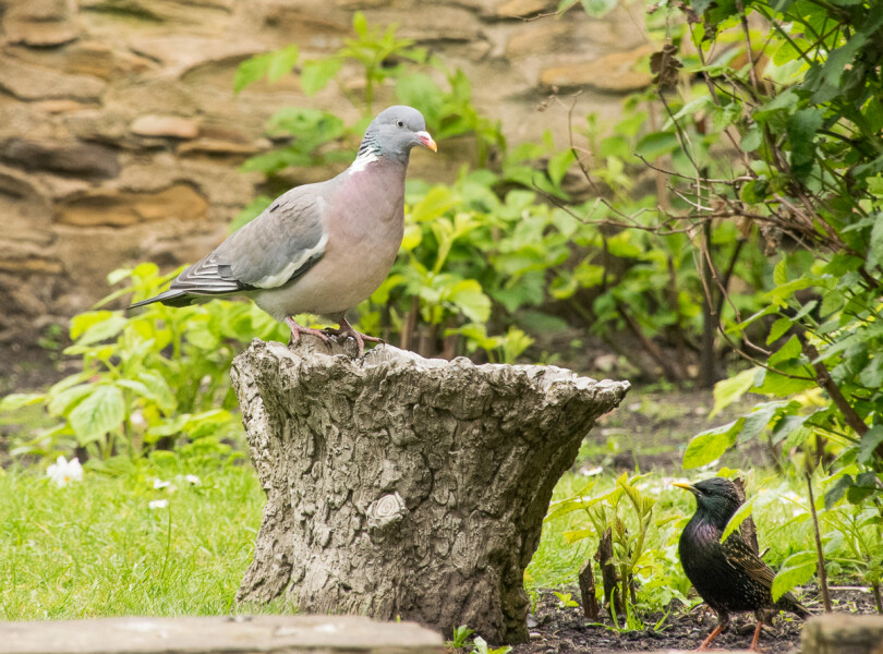 Don’t forget to put out water for birds!