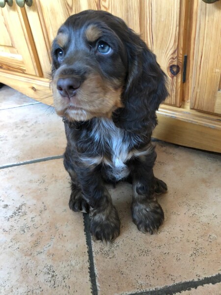 Do different colour cockers really  have different personalities ?