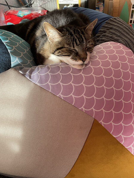 My cat likes to sleep...