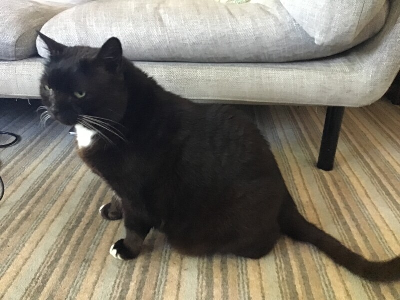The size of the average male moggie