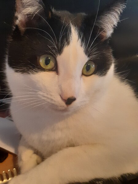 Cat mugshots