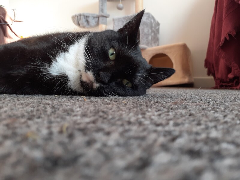 Larry the Cat for Prime Minister.