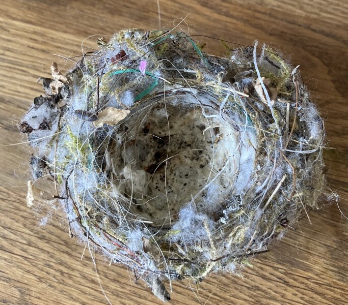 Nature Notes: the 2022 edition