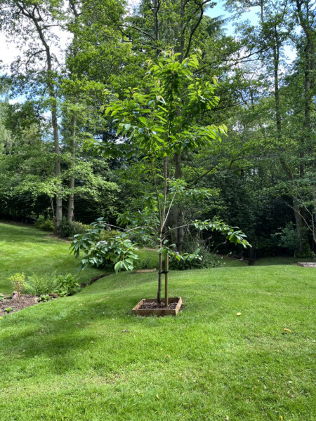 How to prune this cherry tree - please help