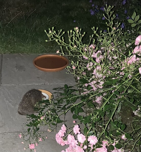 To ask you to please help hedgehogs and other wildlife prepare for winter