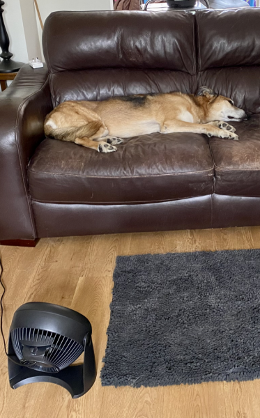 Has anyone else's dog just Had Enough of this weather?